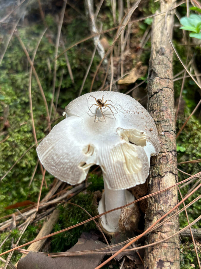 A spider resting on a mushroom atop an ancient king’s tomb.