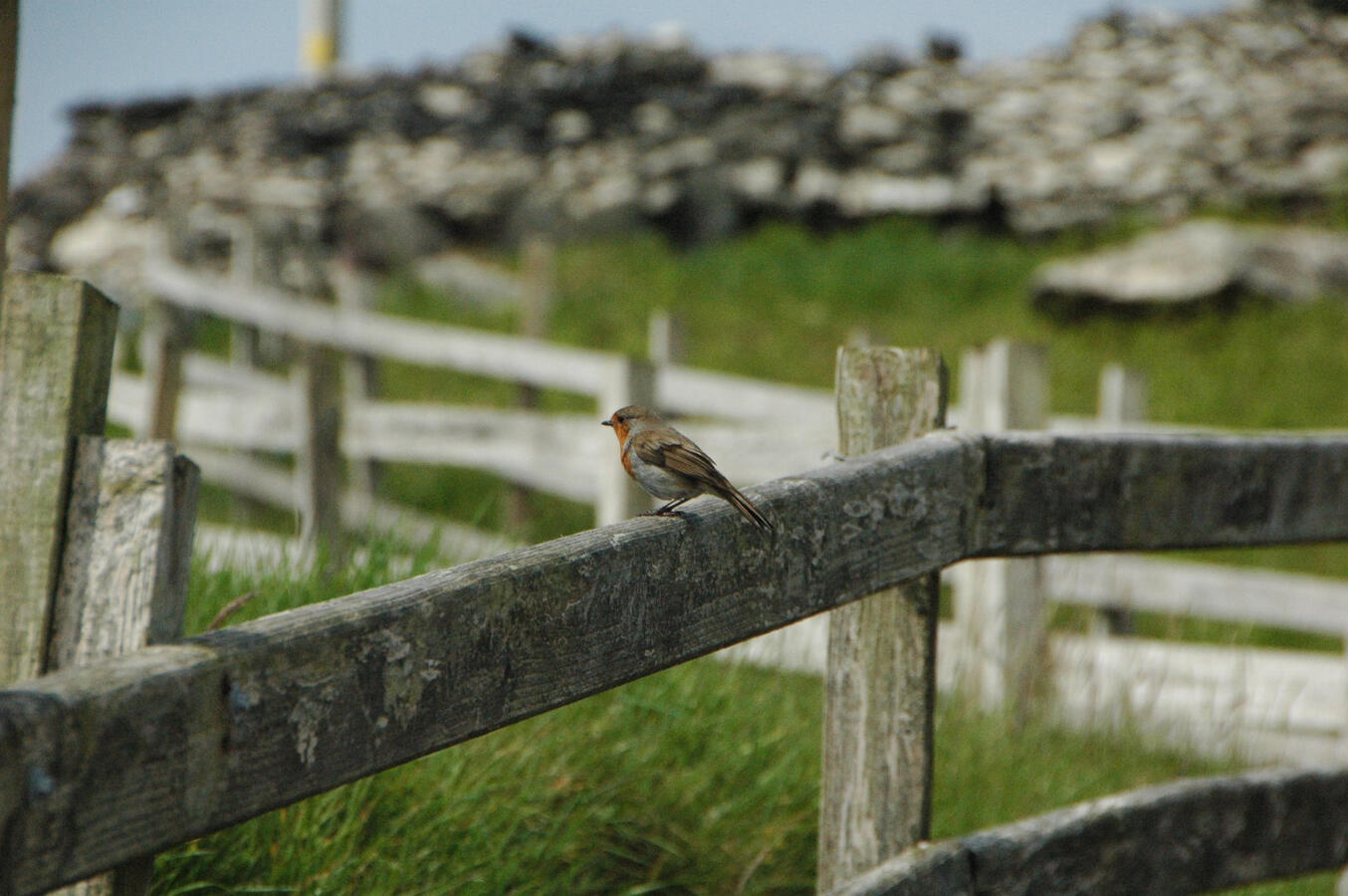 Robin; Slí Cheann Sléibhe (Slea Head Drive), Ireland