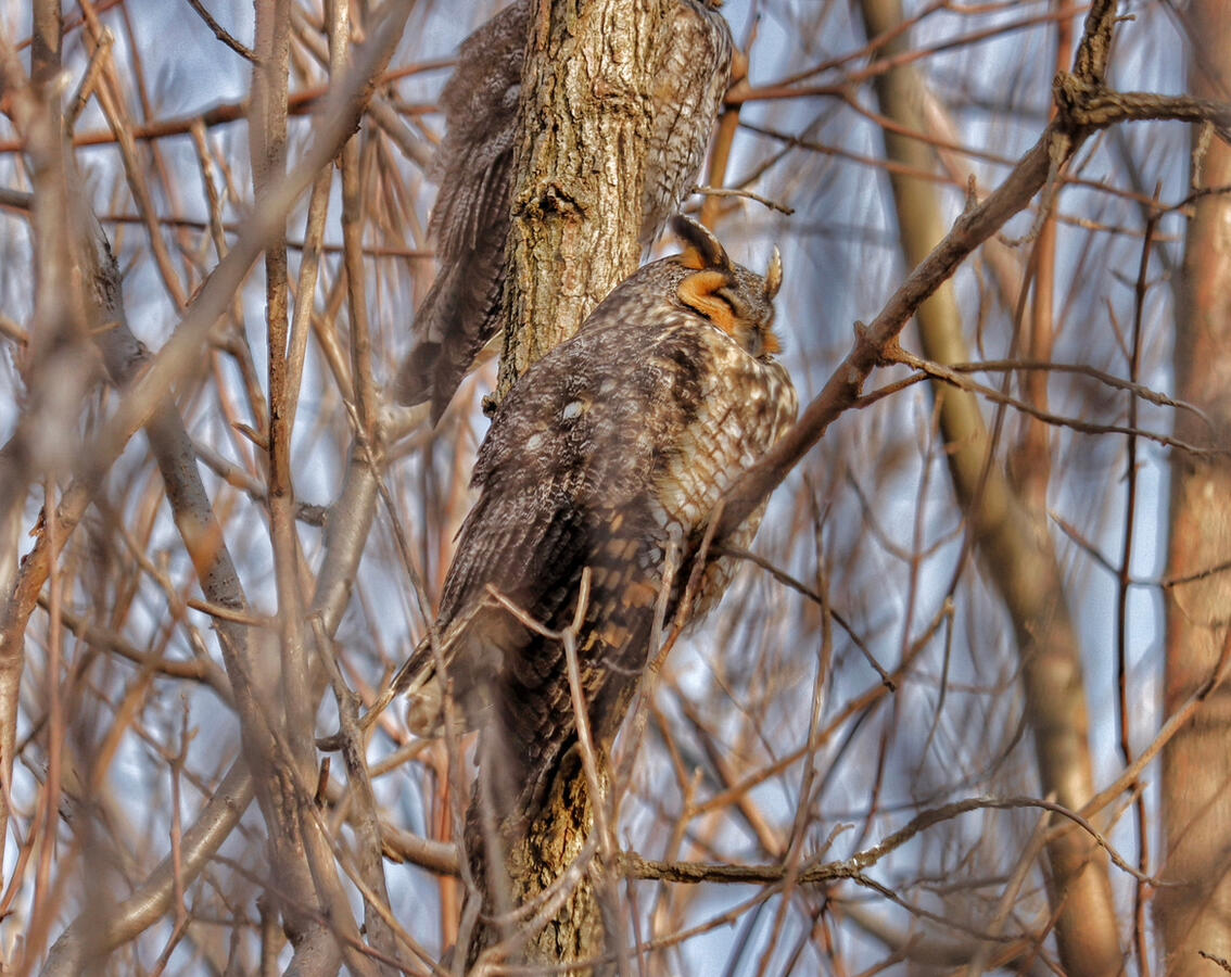 A long eared owl is shown peacefully sleeping in a tree, bathed in warm light. A second owl, only visible features being the tail and back, is visible behind the tree trunk.