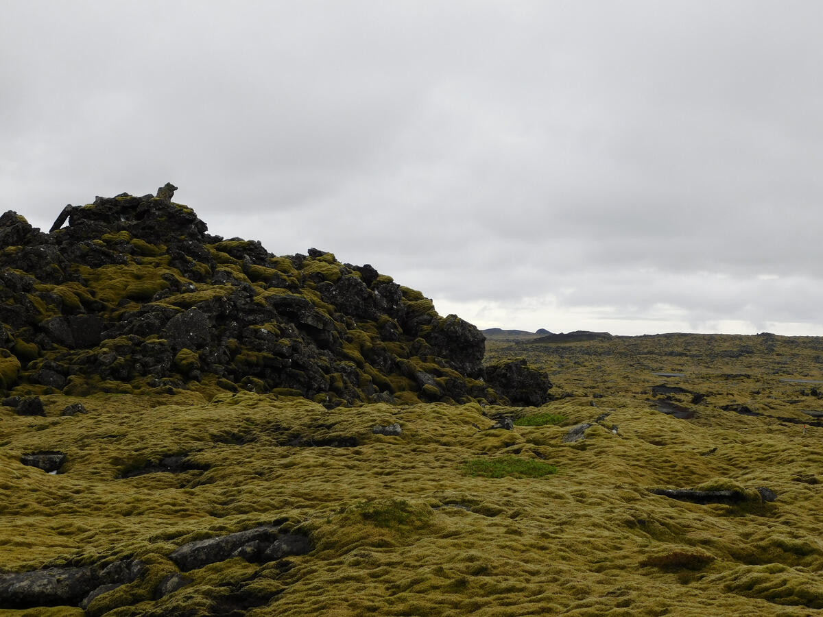 Volcanic rocks covered in green moss. Shot in Iceland.