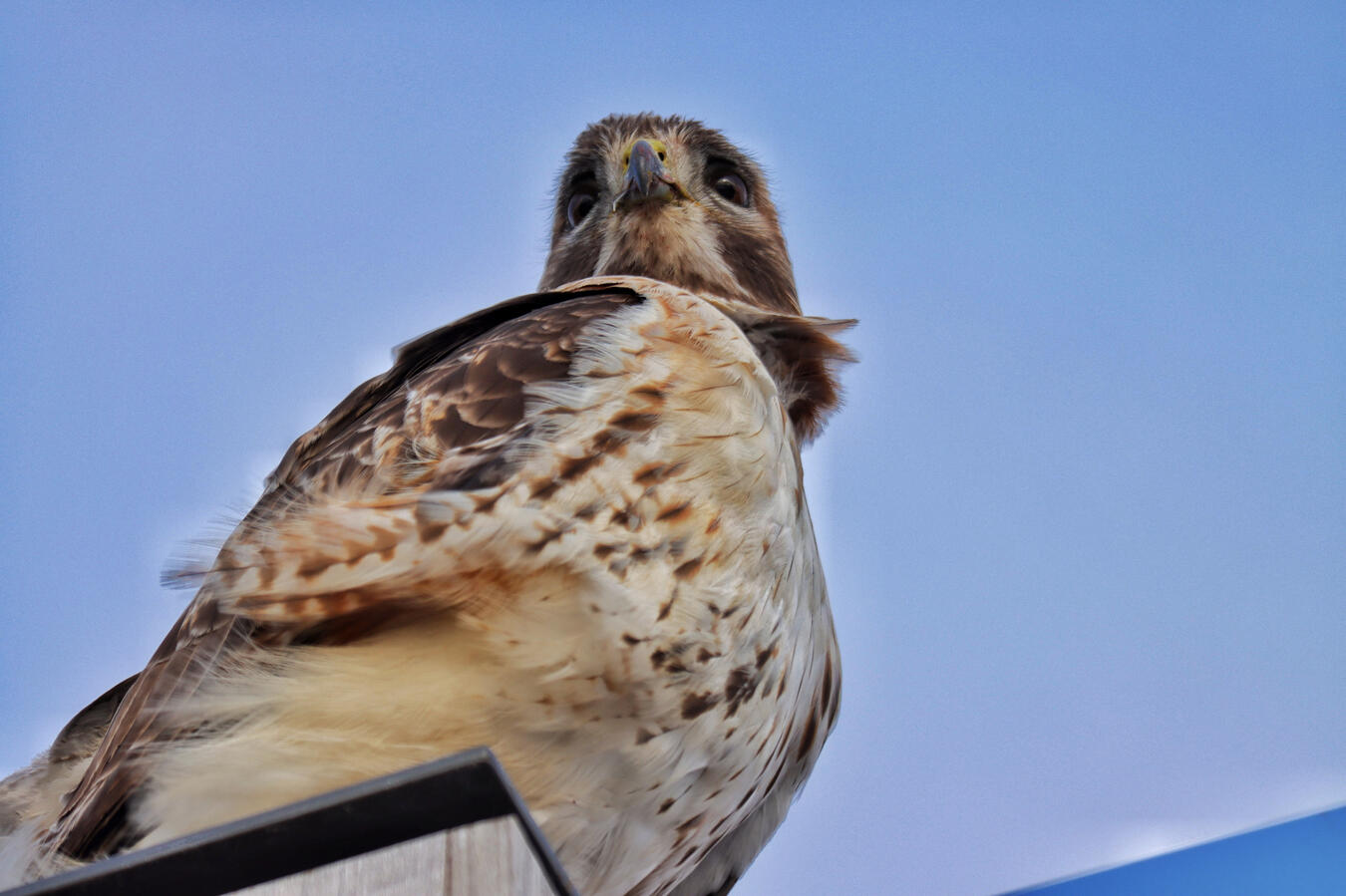 A picture of a red-tailed hawk from a low angle. The hawk has its head forwards, and gazes into the distance above the viewer.