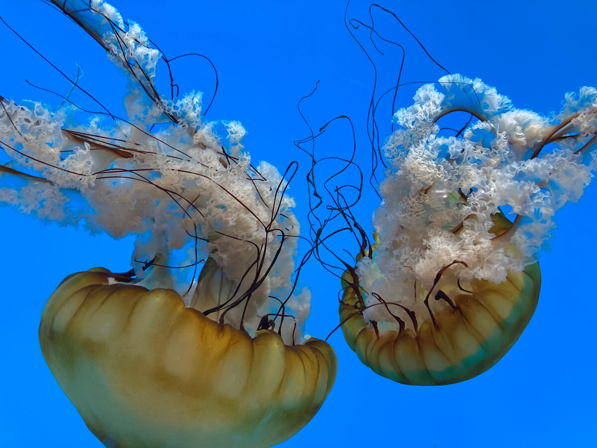 Close-up of a jellyfish's stingers in blue water. Shot in Maryland, USA.