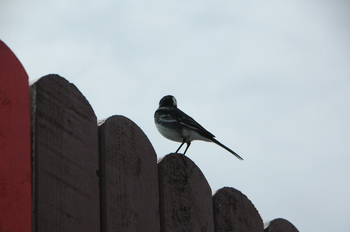 Pied Wagtail; Dingle, Ireland