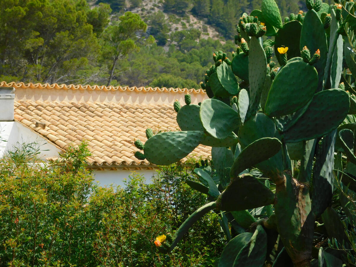 Cacti against a tiled roof. Shot in Mallorca, Spain.