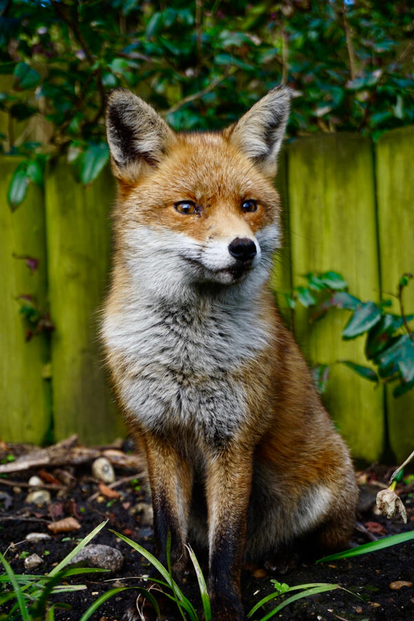A red fox sits and looks curiously to the right side of the camera. A yellow fence with shrubbery is in the background.
