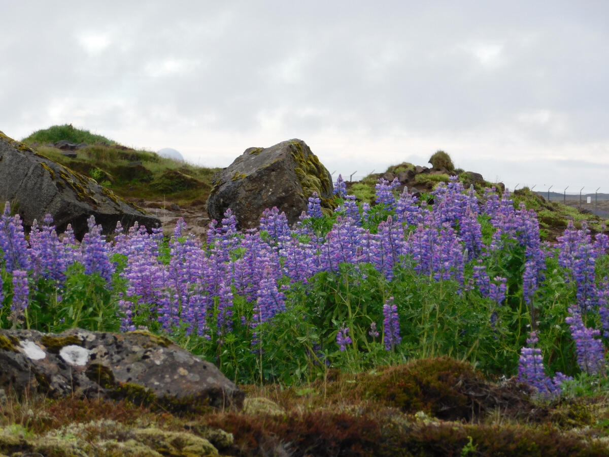 Purple lupins on a backdrop of volcanic rocks. Shot in Iceland.
