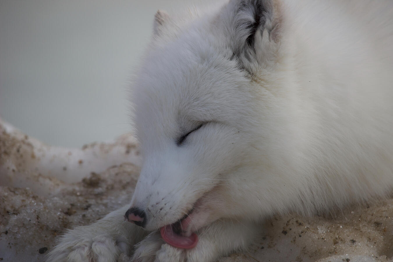 Winner | Bruce Zhang