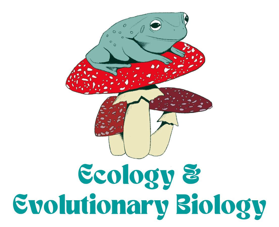 Frog - Rachel Fallas - 2021/2022