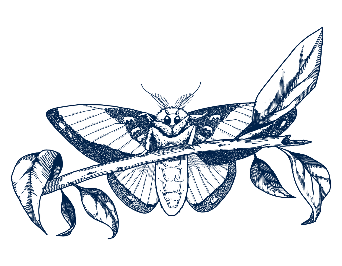 Moth - Rachel Fallas - 2021/2022